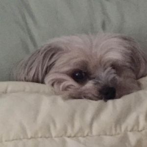 Meet your Posher, Deanna